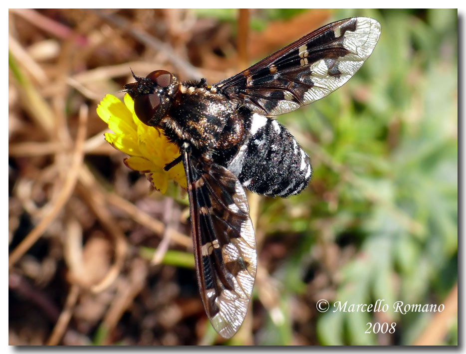 Exoprosopa jacchus (Bombyliidae) dalle Madonie